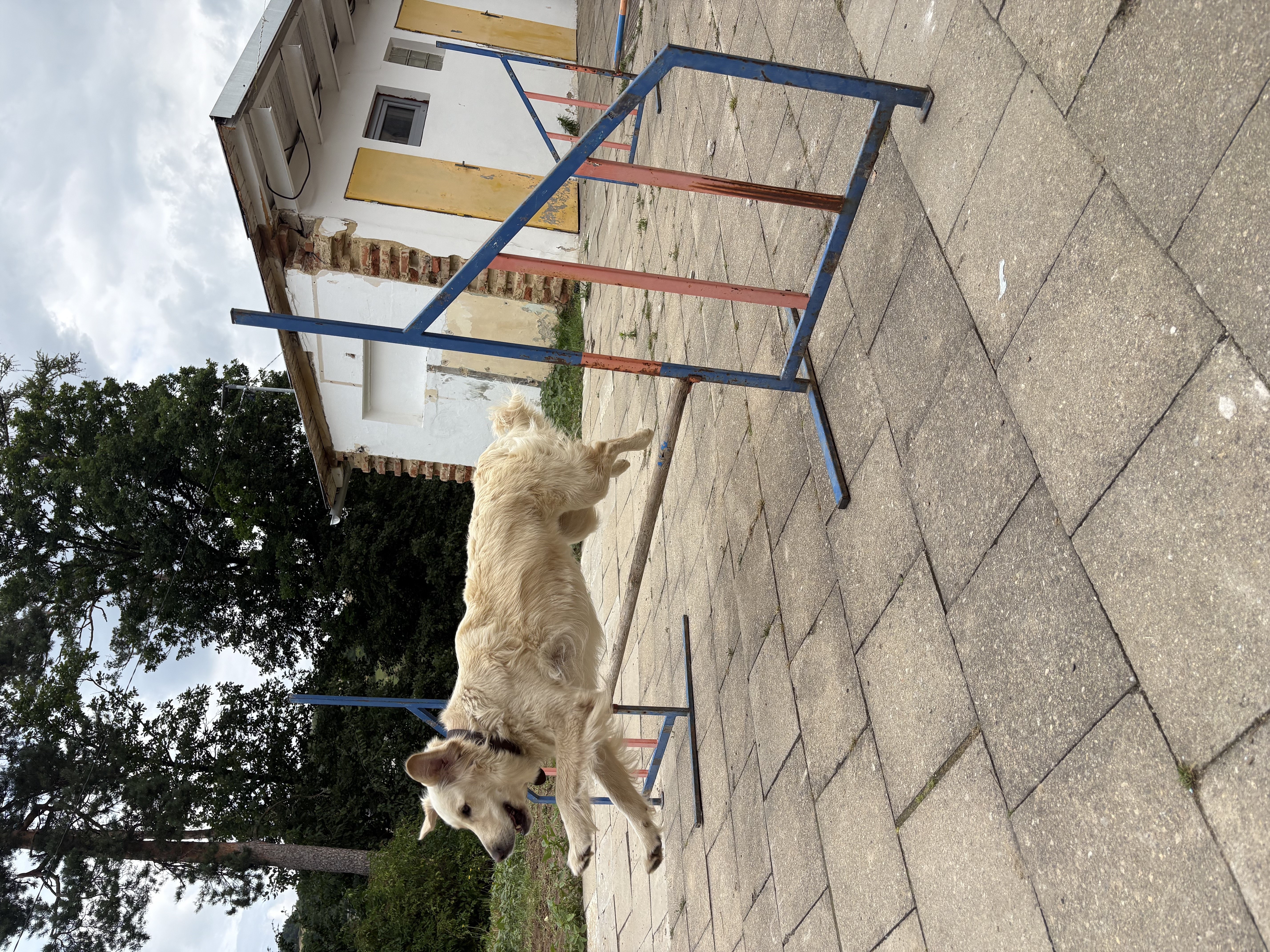 🐶 PŘÍMĚSTSKÝ TÁBOR SE PSY 