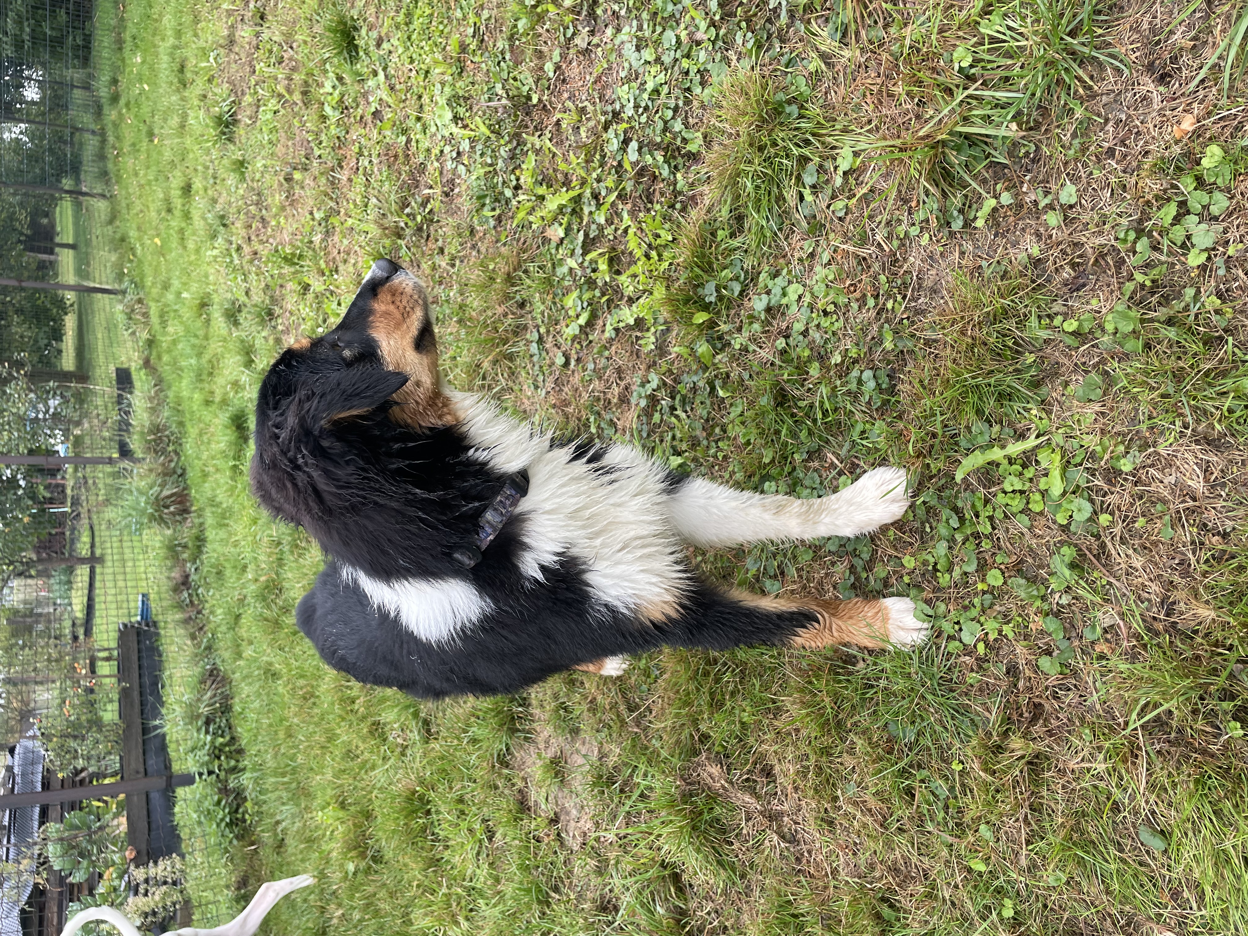 Podívejte se kdo si právě užívá pobyt v Hotelu Hrbolná! 🐶