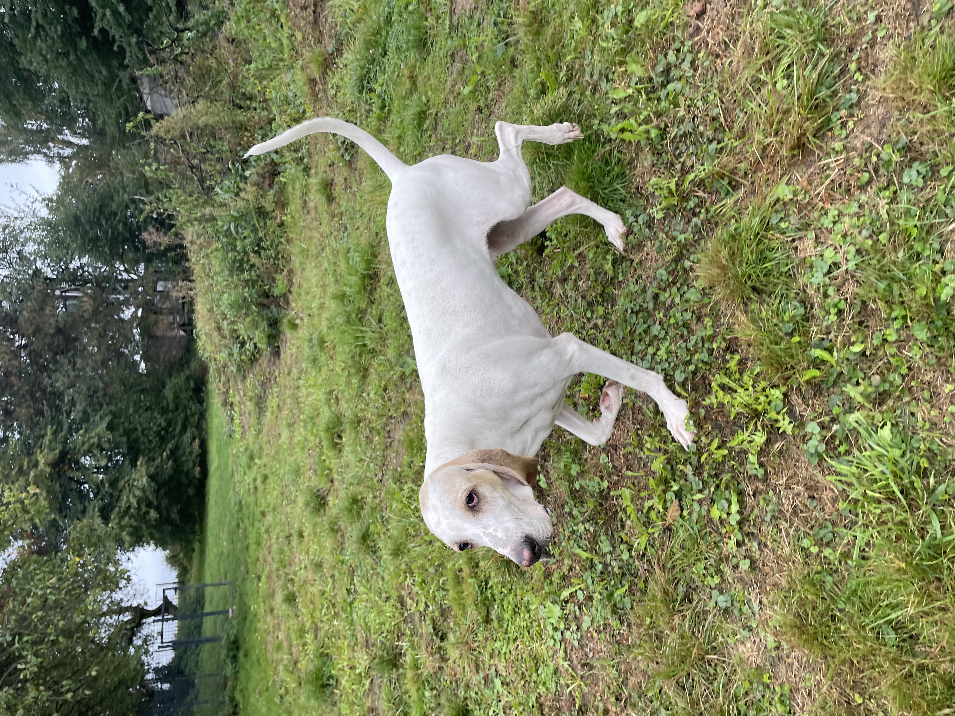 Podívejte se kdo si právě užívá pobyt v Hotelu Hrbolná! 🐶