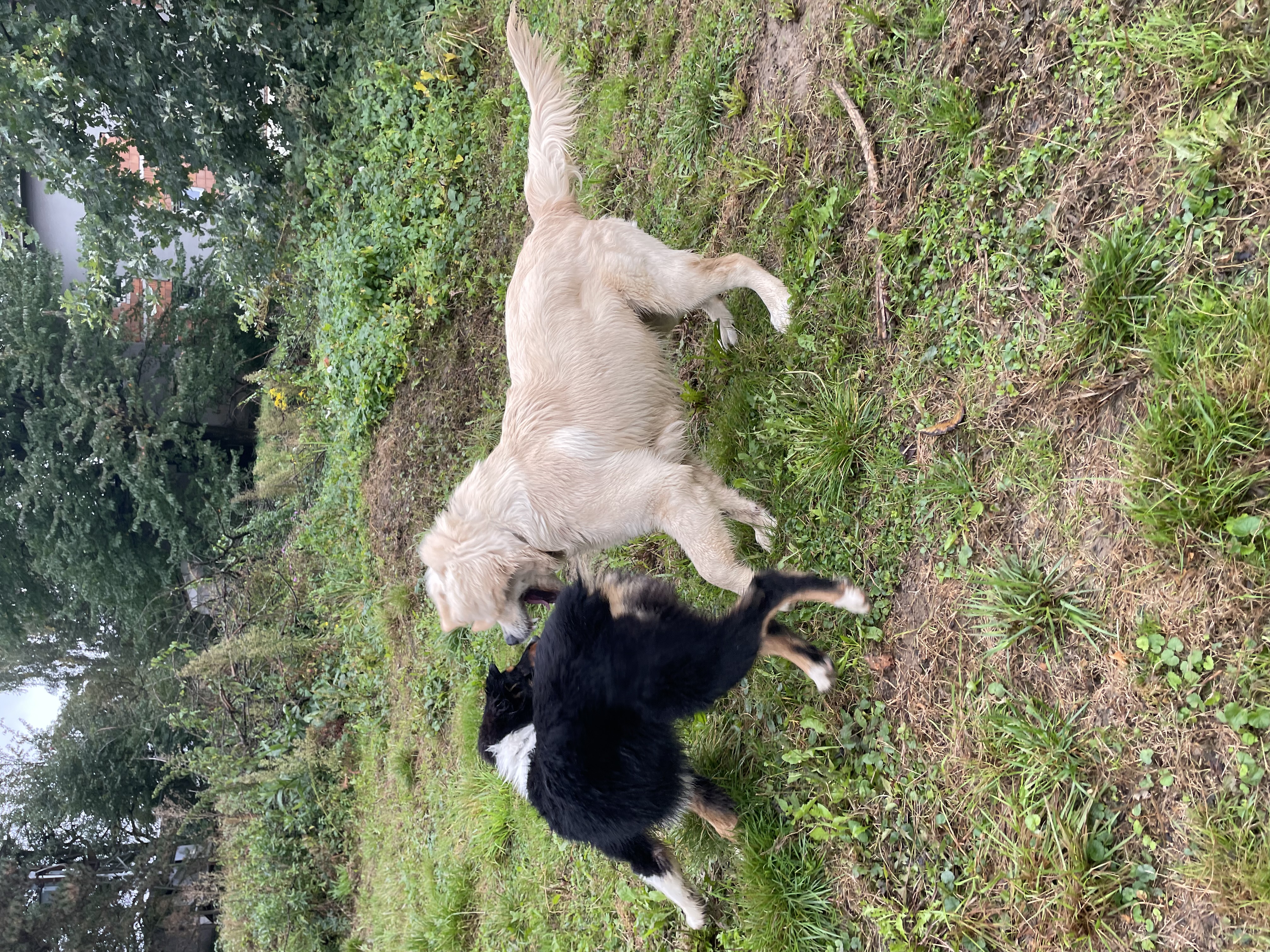 Podívejte se kdo si právě užívá pobyt v Hotelu Hrbolná! 🐶