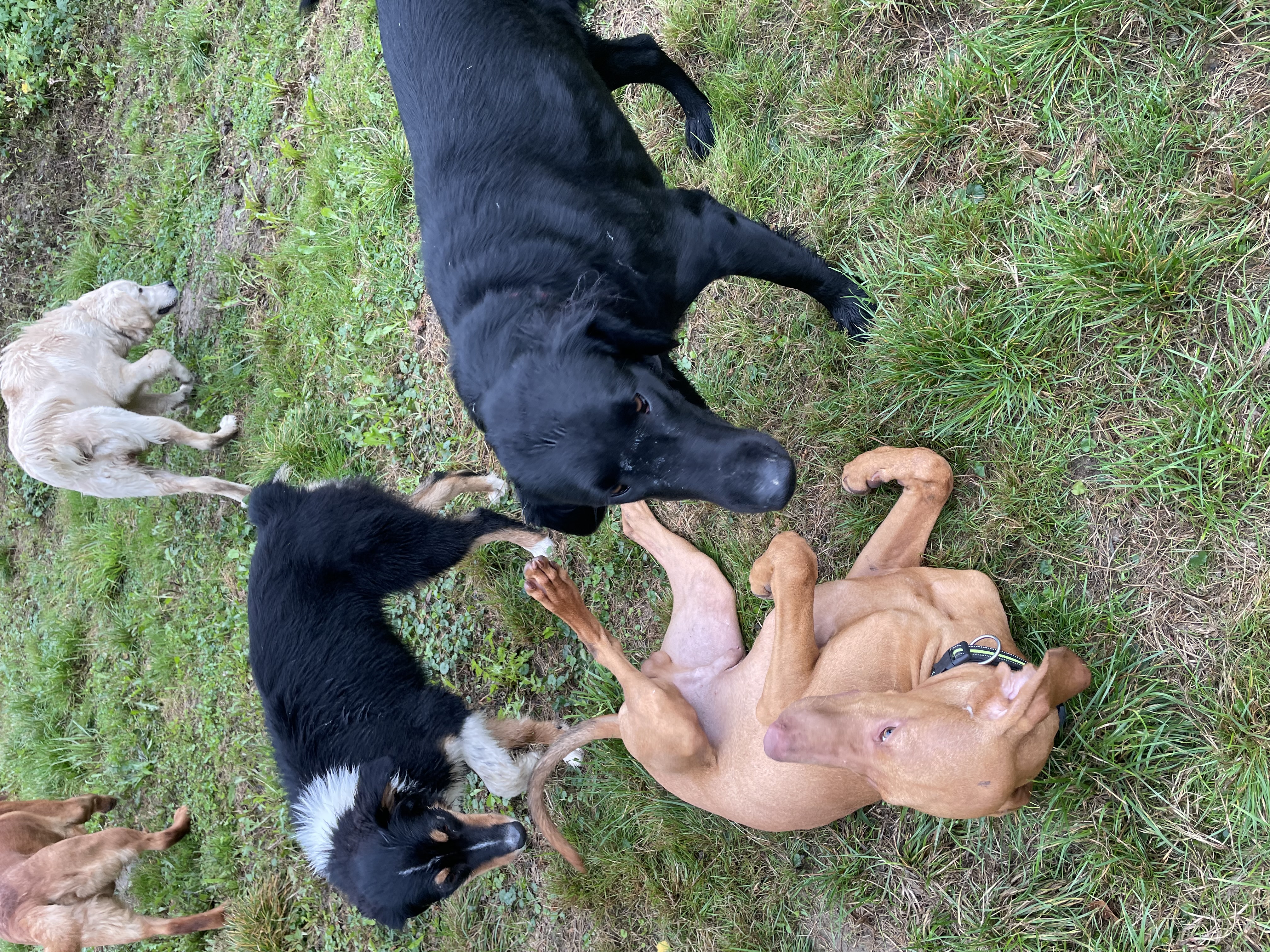 Podívejte se kdo si právě užívá pobyt v Hotelu Hrbolná! 🐶