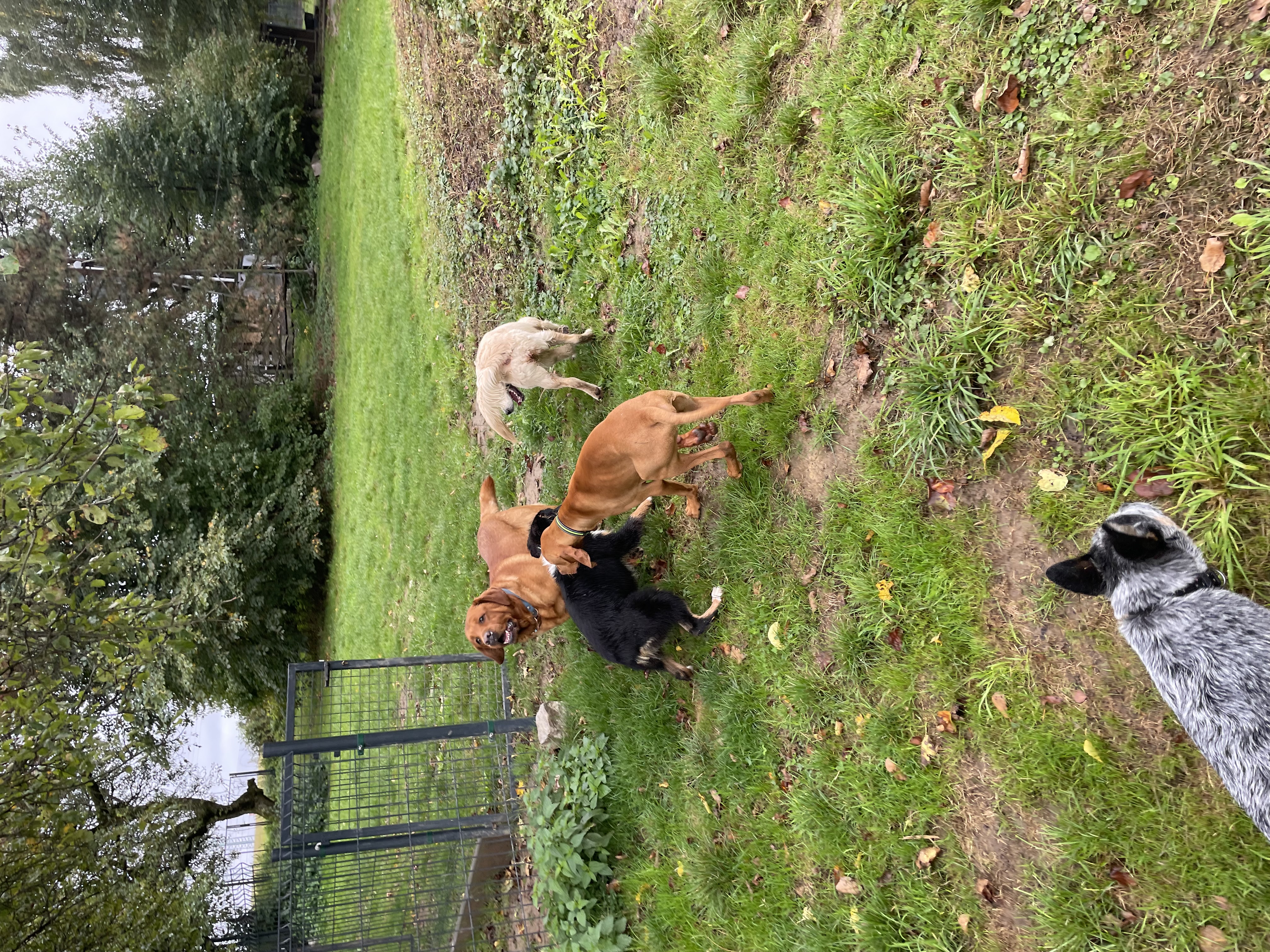 Podívejte se kdo si právě užívá pobyt v Hotelu Hrbolná! 🐶